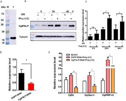 The cGAS/STING–TBK1–IRF Regulatory Axis Orchestrates a Primitive Interferon-Like Antiviral Mechanism in Oyster